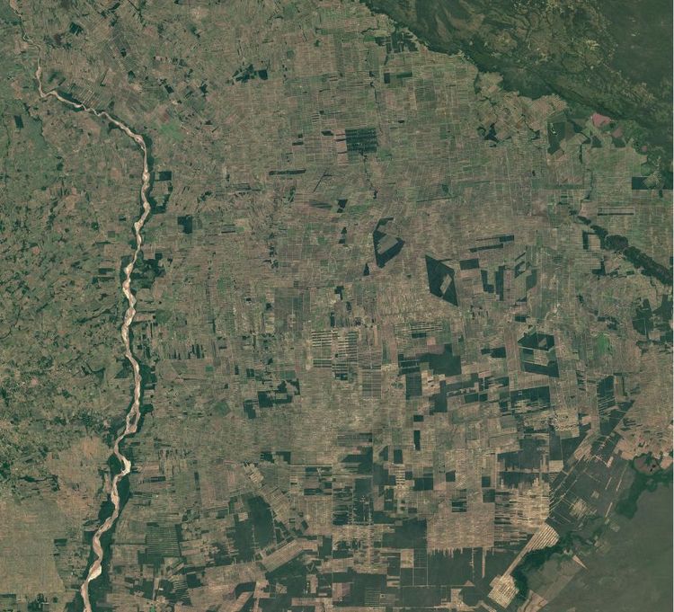 Satellite Forest Monitoring & Global Tree Mapping